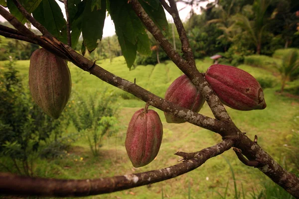 Kakao frukter i en plantage — Stockfoto