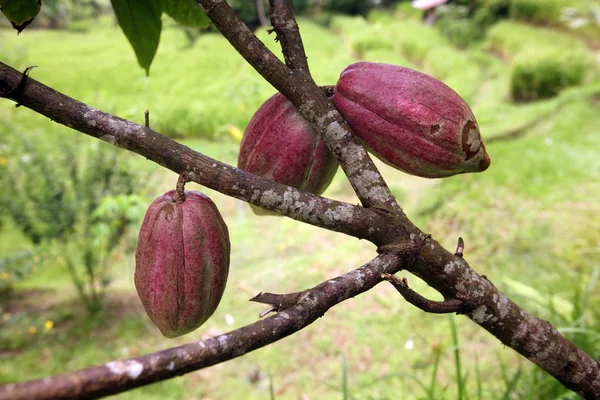 Frutos de cacau em uma plantação — Fotografia de Stock