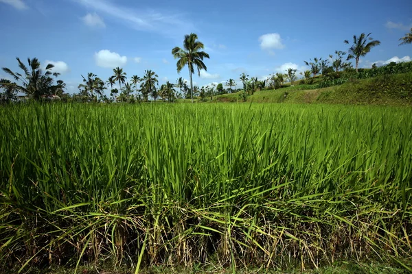 Paddy field — Stock Photo, Image