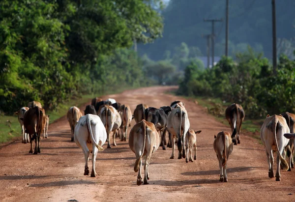 LAO MAHAXAI — Foto de Stock