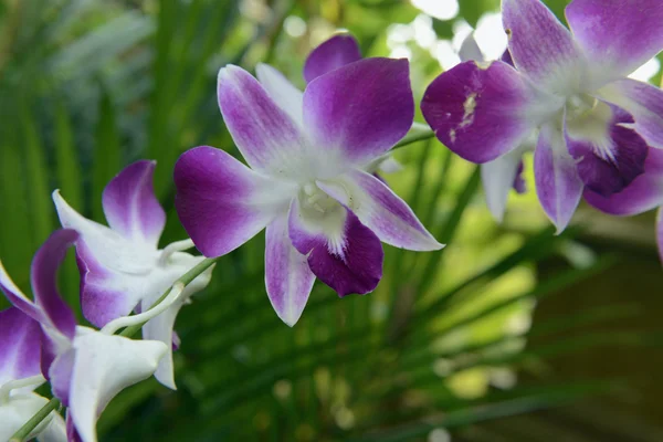 Orchidee Flowers Саду Отеля Городе Аюттхая Севере Бангкока Таиланде Southeastasia — стоковое фото