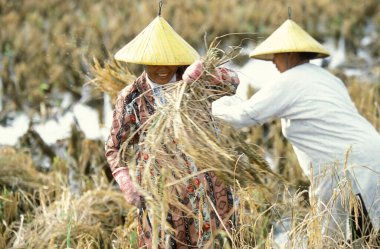 Langkawi Adası 'ndaki Kampung Lubok Buaya ve Pantai Cenang Plajı' ndaki Laman Padi Langkawi Müzesi 'ndeki pirinç tarlasında bir çiftçi. Malezya, Langkawi, Ocak 2003