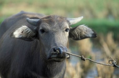 Malezya 'nın Langkawi adasındaki Kampung Lubok Buaya kasabasında bir bufalo. Malezya, Langkawi, Ocak 2003