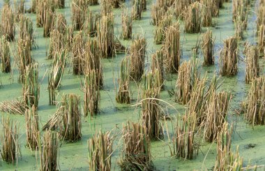 Malezya 'nın Langkawi Adası' ndaki Kampung Lubok Buaya ve Pantai Cenang Plajı 'ndaki Laman Padi Langkawi Müzesi' nde bir pirinç tarlası. Malezya, Langkawi, Ocak 2003