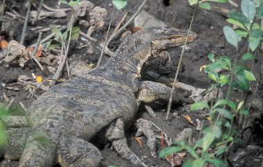 Malezya 'nın Langkawi Adası' nın kuzeyindeki Mangrove ormanında vahşi bir Varan hayvanı. Malezya, Langkawi, Ocak 2003
