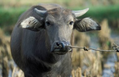 Malezya 'nın Langkawi adasındaki Kampung Lubok Buaya kasabasında bir bufalo. Malezya, Langkawi, Ocak 2003
