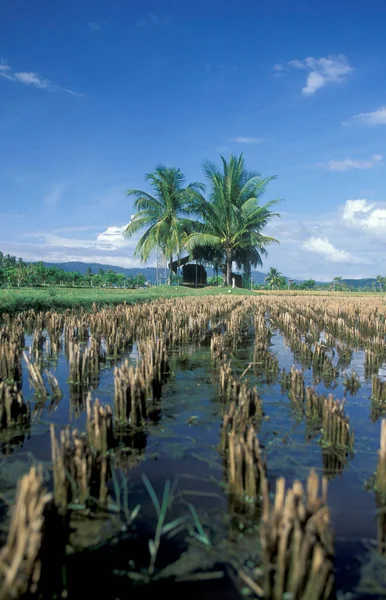 Una Risaia Presso Museo Laman Padi Langkawi Nella Città Kampung — Foto Stock