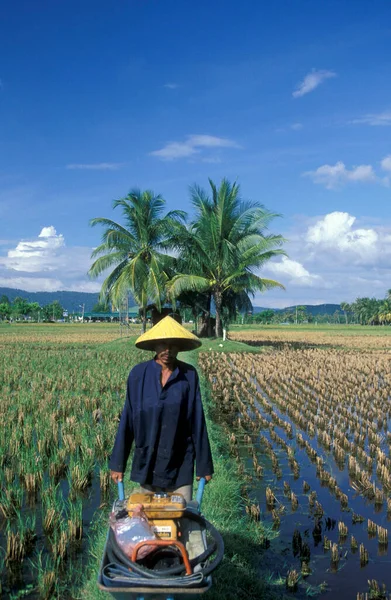 Agricoltore Una Risaia Presso Museo Laman Padi Langkawi Nella Città — Foto Stock