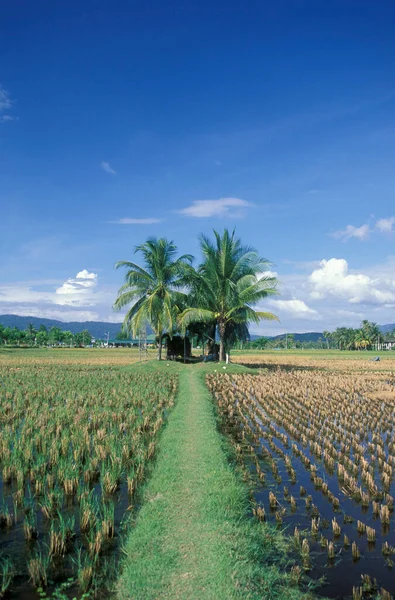 Рисовое Поле Музее Ламан Пади Лангкави Городе Кампунг Лубок Буайя — стоковое фото