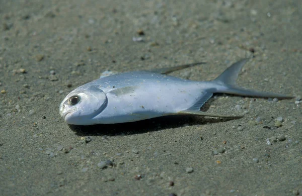 Pez Pescador Una Playa Con Landscape Naer Ayer Hangat Village —  Fotos de Stock