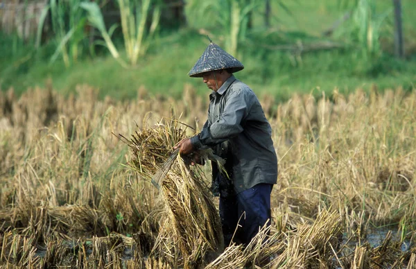 Farmer Rice Field Laman Padi Langkawi Museum Town Kampung Lubok — Stock Photo, Image