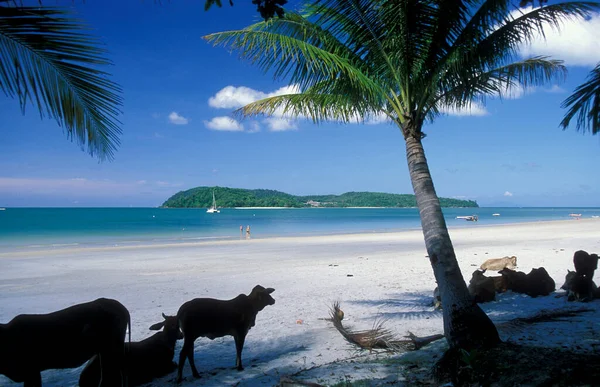 Vacas Uma Praia Com Paisagem Naer Ayer Hangat Village Norte — Fotografia de Stock