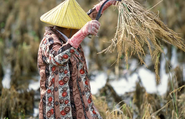 Agricultor Campo Arroz Museo Laman Padi Langkawi Ciudad Kampung Lubok — Foto de Stock