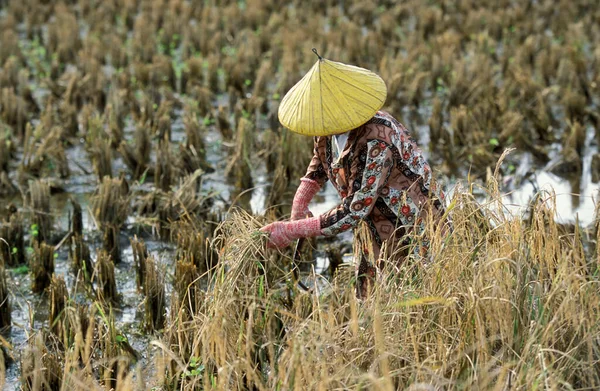 Agricultor Campo Arroz Museo Laman Padi Langkawi Ciudad Kampung Lubok — Foto de Stock