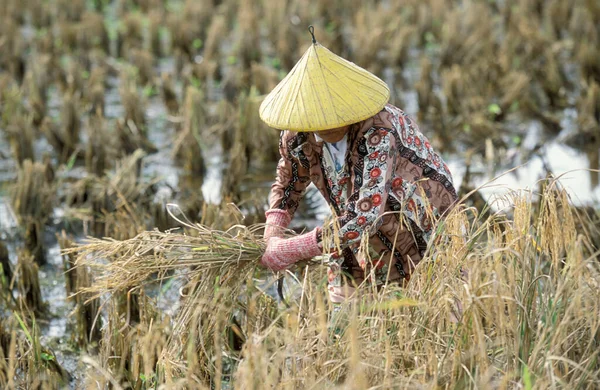 Agricultor Campo Arroz Museo Laman Padi Langkawi Ciudad Kampung Lubok — Foto de Stock