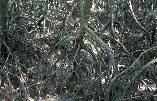 Mangroveskogen Norra Delen Langkawi Malaysia Malaysia Langkawi Januari 2003 — Stockfoto
