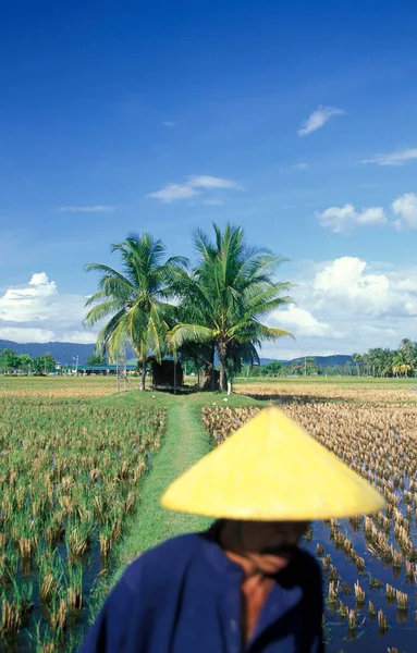 Agricultor Campo Arroz Museo Laman Padi Langkawi Ciudad Kampung Lubok — Foto de Stock