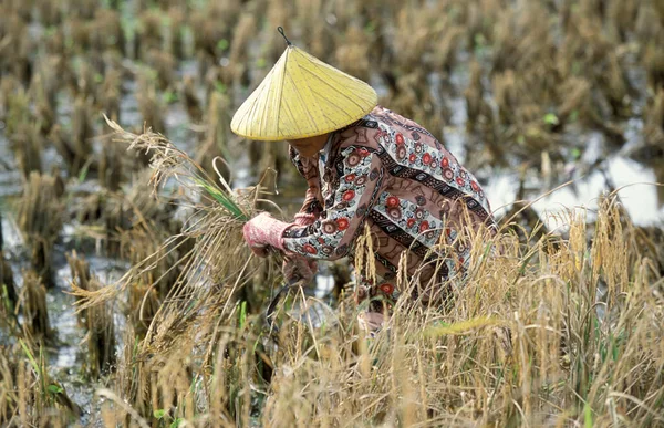 Agriculteur Dans Une Rizière Musée Laman Padi Langkawi Ville Kampung — Photo