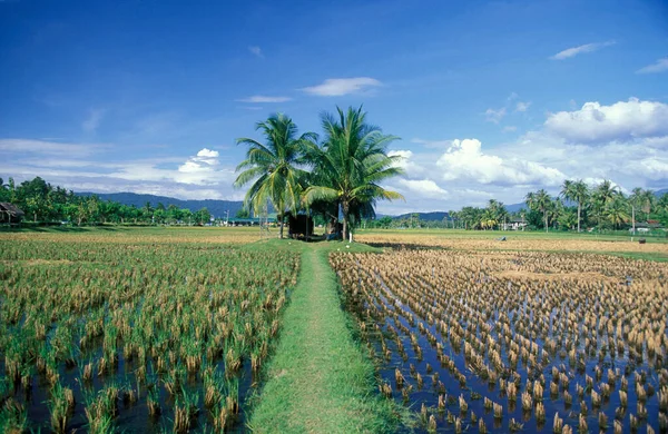 Campo Arroz Museo Laman Padi Langkawi Ciudad Kampung Lubok Buaya — Foto de Stock