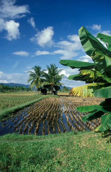 Rice Field Laman Padi Langkawi Museum Town Kampung Lubok Buaya — Stock Photo, Image