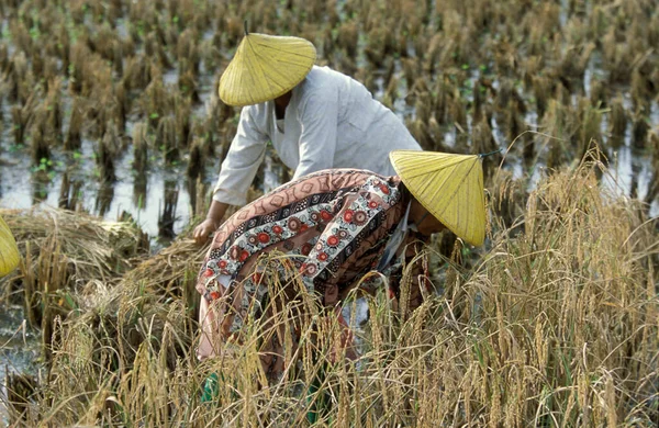 Farmer Rice Field Laman Padi Langkawi Museum Town Kampung Lubok — Stock Photo, Image