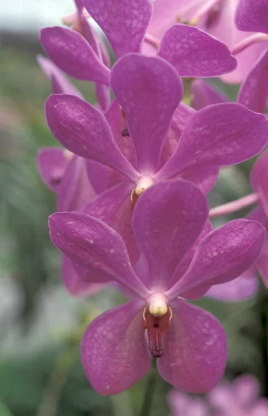 Orchideenblüten Einem Garten Der Stadt Kuala Lumpur Malaysia Malaysia Kuala — Stockfoto