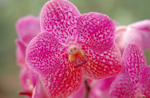 Flores Orquídea Jardim Cidade Kuala Lumpur Malásia Malásia Kuala Lumpur — Fotografia de Stock