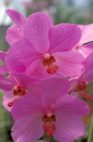 Flores Orquídea Jardim Cidade Kuala Lumpur Malásia Malásia Kuala Lumpur — Fotografia de Stock