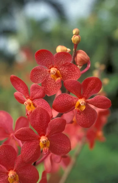 Цветы Орхидеи Саду Городе Куала Лумпур Малайзии Малайзия Куала Лумпур — стоковое фото