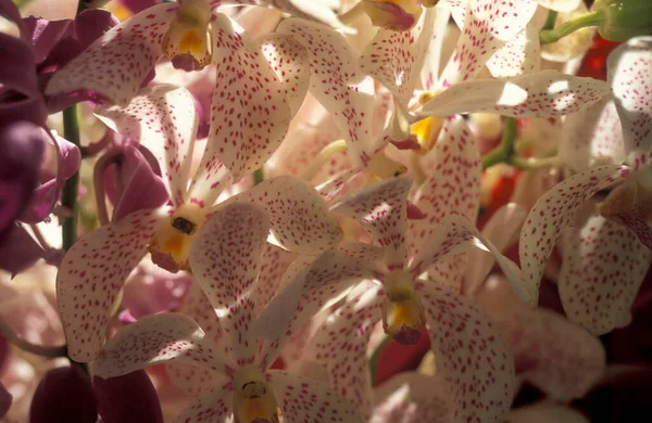 Flores Orquídea Jardim Cidade Kuala Lumpur Malásia Malásia Kuala Lumpur — Fotografia de Stock