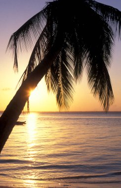 Tanzanya 'nın Zanzibar Adası' ndaki Bwejuu Köyü yakınlarındaki Chwaka Koyu 'nda Palmtrees ile gün batımı. Tanzanya, Zanzibar, Bwejuu, Ekim 2004