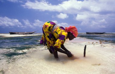 Kadınlar, Tanzanya 'nın Zanzibar Adası' ndaki Bwejuu Köyü 'nde Hindistan cevizi lifinden Hindistan cevizi teli üretiyorlar. Tanzanya, Zanzibar, Bwejuu, Ekim 2004