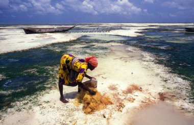 Kadınlar, Tanzanya 'nın Zanzibar Adası' ndaki Bwejuu Köyü 'nde Hindistan cevizi lifinden Hindistan cevizi teli üretiyorlar. Tanzanya, Zanzibar, Bwejuu, Ekim 2004