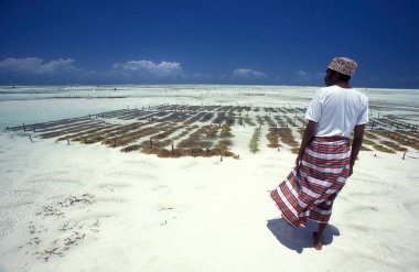 Tanzanya 'nın Zanzibar Adası' ndaki Bwejuu Köyü 'nün doğu kıyısında bir yosun tarlası. Tanzanya, Zanzibar, Bwejuu, Ekim 2004