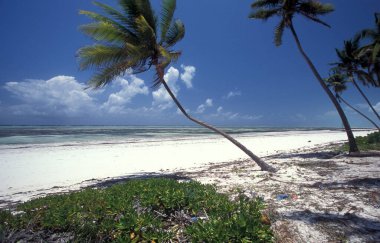 Sahildeki Palmtrees, Tanzanya 'nın Zanzibar Adası' ndaki Bwejuu Köyü 'nün doğu kıyısında peyzaj ile birlikte. Tanzanya, Zanzibar, Bwejuu, Ekim 2004