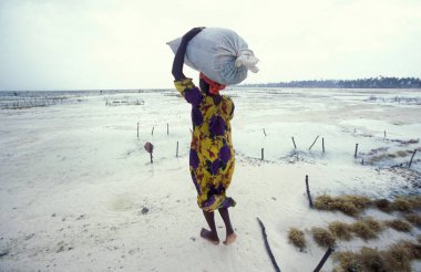 Kadınlar Tanzanya 'nın Zanzibar adasındaki Bwejuu Köyü' nün doğu kıyısındaki Seaweed Çiftliğinde çalışıyorlar. Tanzanya, Zanzibar, Bwejuu, Ekim 2004