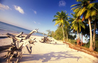 Sahildeki Palmtrees, Tanzanya 'nın Zanzibar Adası' ndaki Bwejuu Köyü 'nün doğu kıyısında peyzaj ile birlikte. Tanzanya, Zanzibar, Bwejuu, Ekim 2004