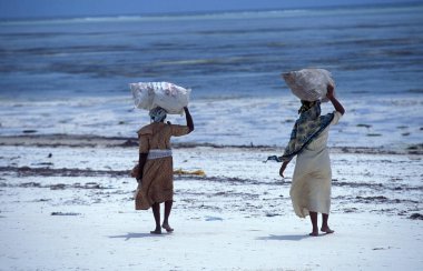 Kadınlar Tanzanya 'nın Zanzibar adasındaki Bwejuu Köyü' nün doğu kıyısındaki Seaweed Çiftliğinde çalışıyorlar. Tanzanya, Zanzibar, Bwejuu, Ekim 2004