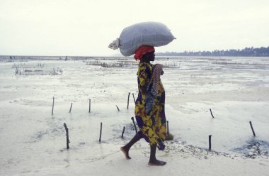 Kadınlar Tanzanya 'nın Zanzibar adasındaki Bwejuu Köyü' nün doğu kıyısındaki Seaweed Çiftliğinde çalışıyorlar. Tanzanya, Zanzibar, Bwejuu, Ekim 2004