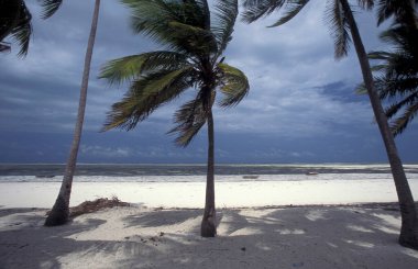 Sahildeki Palmtrees, Tanzanya 'nın Zanzibar Adası' ndaki Bwejuu Köyü 'nün doğu kıyısında peyzaj ile birlikte. Tanzanya, Zanzibar, Bwejuu, Ekim 2004