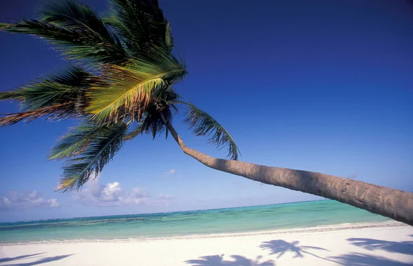 Sahildeki Palmtrees Tanzanya Nın Zanzibar Adası Ndaki Bwejuu Köyü Nün — Stok fotoğraf