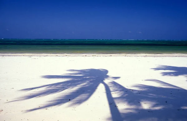 坦桑尼亚桑给巴尔岛上的Bwejuu村 海滩上的棕榈树树荫和东海岸的风景 坦桑尼亚 桑给巴尔 Bwejuu 2004年10月 — 图库照片