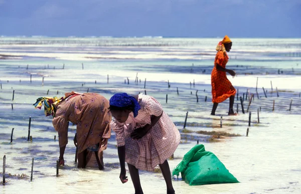 Mulheres Estão Trabalhando Seaweed Plantation Costa Leste Vila Bwejuu Ilha — Fotografia de Stock