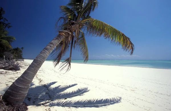 Palme Sulla Spiaggia Con Paesaggio Sulla Costa Orientale Villaggio Bwejuu — Foto Stock