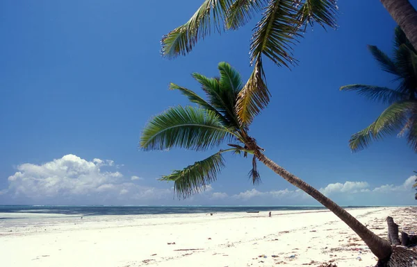 Palmeras Playa Con Paisaje Costa Este Pueblo Bwejuu Isla Zanzíbar — Foto de Stock
