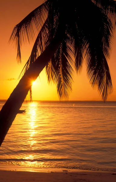Pôr Sol Com Palmtrees Praia Baía Chwaka Perto Vila Bwejuu — Fotografia de Stock