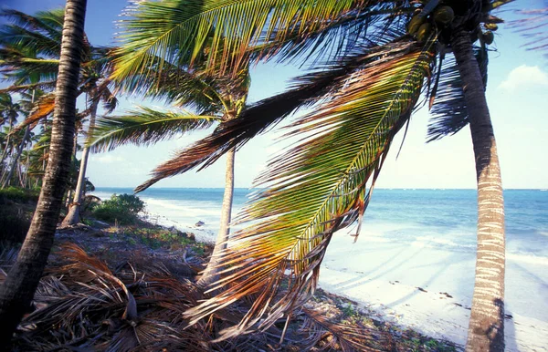 坦桑尼亚桑给巴尔岛上Bwejuu村的海滨棕榈树和东海岸景观 坦桑尼亚 桑给巴尔 Bwejuu 2004年10月 — 图库照片