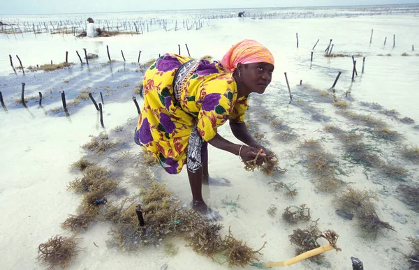 Kadınlar Tanzanya Nın Zanzibar Adasındaki Bwejuu Köyü Nün Doğu Kıyısındaki — Stok fotoğraf