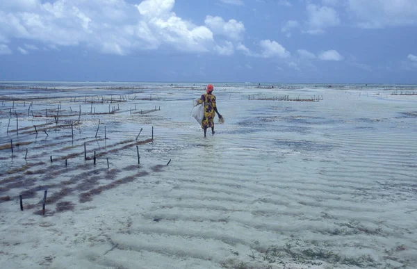 Seaweed Plantation Östkusten Byn Bwejuu Zanzibar Tanzania Tanzania Zanzibar Bwejuu — Stockfoto