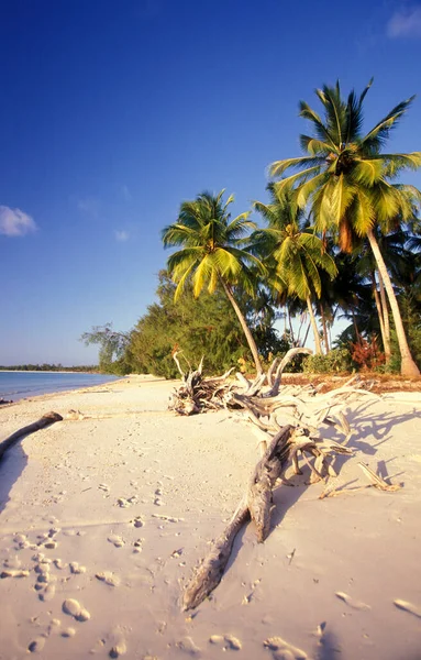 Sahildeki Palmtrees Tanzanya Nın Zanzibar Adası Ndaki Bwejuu Köyü Nün — Stok fotoğraf